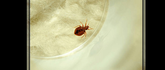 Bed Bug Control Woollahra
