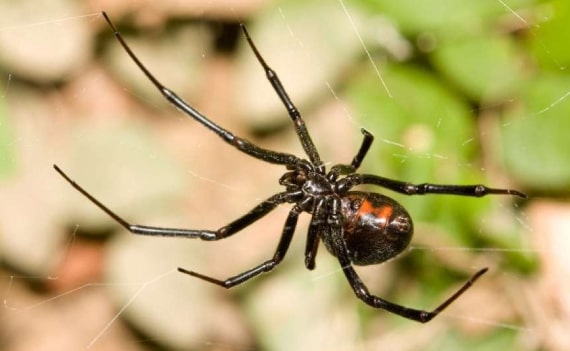 spider control service in woollahra