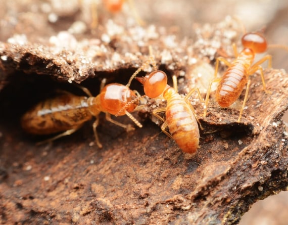 termite control woollahra